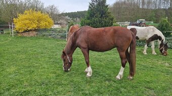Pony 142 cm Klisna - 2