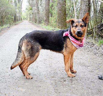 FIBI K ADOPCI - HODNÉ ZLATÍČKO, ZASLOUŽÍ SI MILUJÍCÍ RODINU - 2