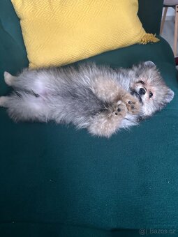 Pomeranian fenecka s PP - 2