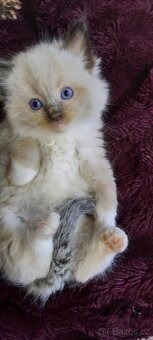 ragdoll kočičky - 2