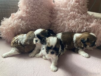 Shih-tzu (šicu) - 2