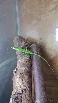 Anolis rudokrký (Anolis carolinensis) 1,1 - 2