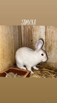 K prodeji králíci – stáří přes 2,5 měsíce - 2
