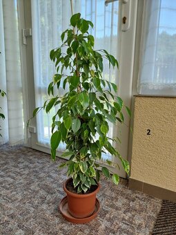 Fíkovník drobnolistý (Ficus Benjamina) - 2
