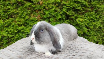 Zakrslý beránek, králíček, králík - HEIDY - 2