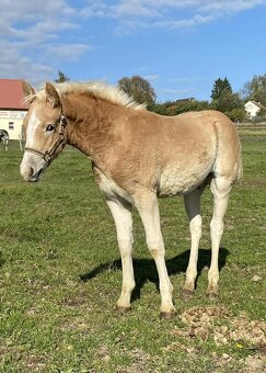 hafling hřebeček - 2