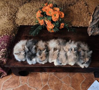 Teddy králíčci zakrslí dlouhosrstí - 2