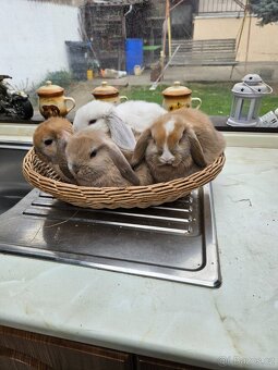 Zakrslý králík - 2