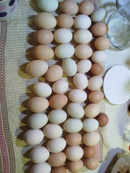 Vajíčka domácí - 2