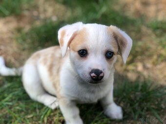 Štěně - kříženec - 2