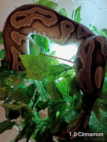 ZLEVNĚNÉ - Krajta královská (Python regius) - 2