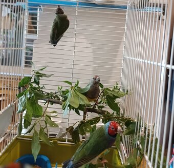 Amadiny gouldove - 2