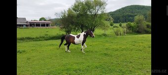 Pinto valach - REZERVACE - 2