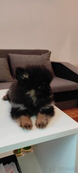 Špic pomeranian s pp štěňata - 2