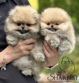 Pomeranian s PP FCI, kluci - 2