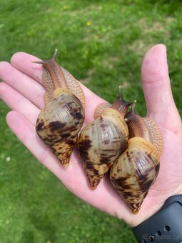 Africký šnek Lissachatina reticulata - oblovka síťkovaná - 2