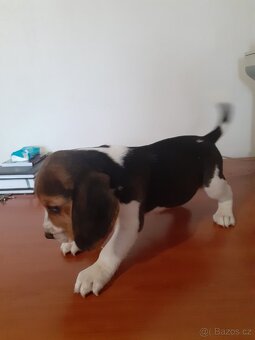 Bígl štěně - 2