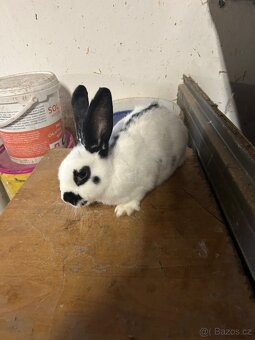 Chovná samice český strakáč - 2