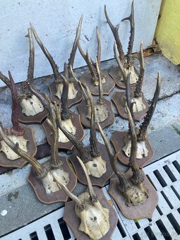 Srnec trofej trofeje myslivost srnčí lebka paroží - 2