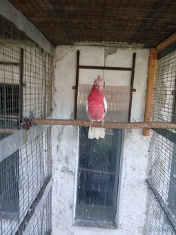 Kakadu růžový lutino - 2