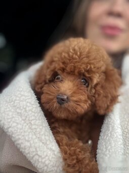 Štěňata toy pudla - 2