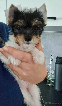 Jorkšírský teriér Biewer - 2