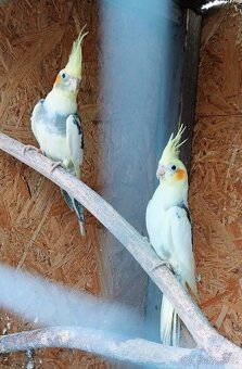 Korela bělohlavá - 2