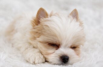 yorkshire terrier s PP - 2