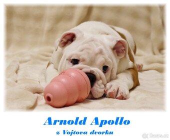 anglický buldok - 2