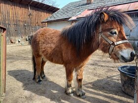 Pony klisna - 2