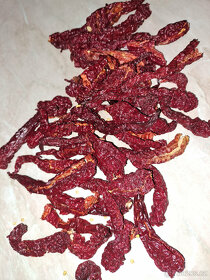Chilli papričky 5 druhů i jednotlivě semínka Tabasco,aji.... - 2