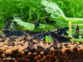Krevetky Caridina - Rusty Blue Tiger OE - 2