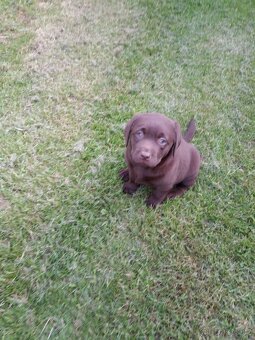 Hnědý labrador bez PP - 2