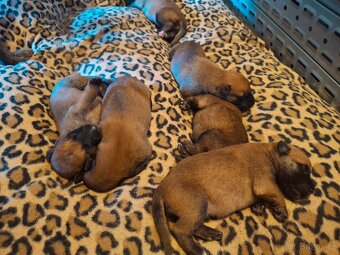 Prodám štěňata belgického ovčáka malinois s PP - 2