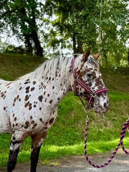 Apaloosa pony - 2