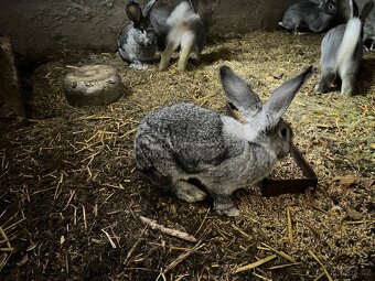 Prodám králík činčila velká - 2