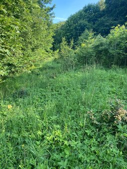 Pronajmu zahradu - 2