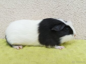 Morče - samec Union - 2