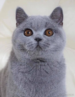 Britská modrá kočička s PP - 2