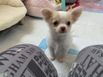 Čivava dlouhosrstá s PP - 2