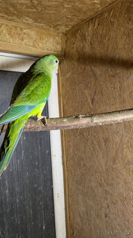 papoušek nádherný - 2