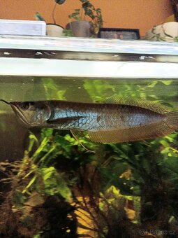 Arowana - 2