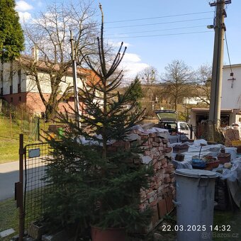 Smrky v květináčích - 2