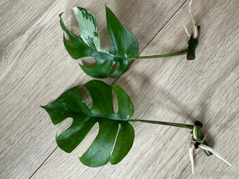 Rhaphidophora tetrasperma variegata (Monstera Minima) - 2