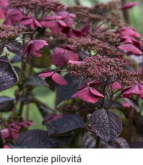 Hortenzie Hydrangea macrophyla daredevil - 2
