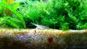 Krevetka červená ( Neocaridina davidi ) - 2