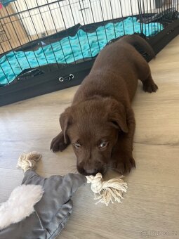 Štěňata Labradorský retrívr - 2