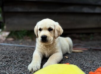 Labrador, štěňátka - 2