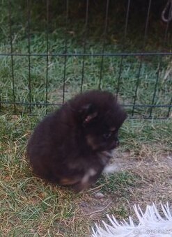 Pomeranian - 2