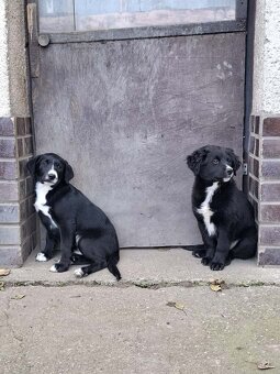 Štěňata - kříženci - 2